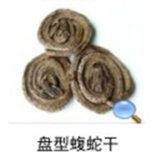 盘型蝮蛇干 