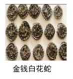 金钱白花蛇