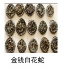 金钱白花蛇